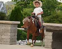 pinto-beginner-pony