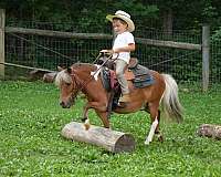 pinto-driving-pony