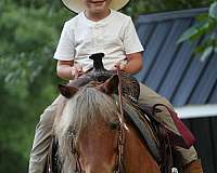 pinto-kid-safe-pony