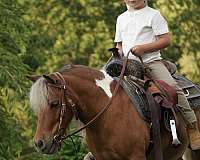 pinto-trail-pony