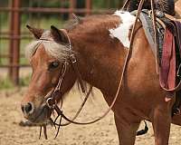 pinto-trail-riding-pony