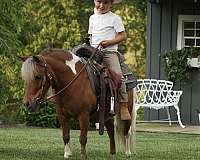 pinto-youth-pony
