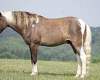 all-around-paint-pony