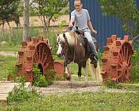 husband-safe-paint-pony
