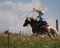 jumping-paint-pony