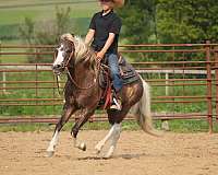 ranch-paint-pony