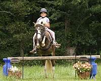 ranch-work-paint-pony