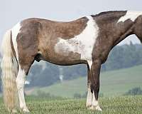 ridden-english-paint-pony