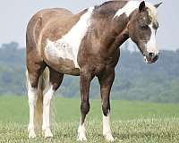 roping-paint-pony
