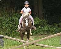 show-paint-pony