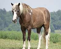 trail-paint-pony