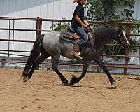 all-around-gypsy-vanner-pony