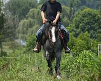 athletic-gypsy-vanner-pony