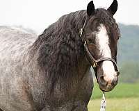 cross-gypsy-vanner-pony