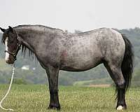 flashy-gypsy-vanner-pony