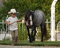 beginner-gypsy-vanner-pony