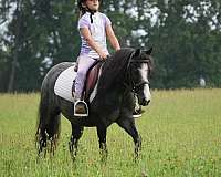 jumping-gypsy-vanner-pony