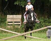ridden-english-gypsy-vanner-pony