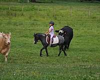 kid-safe-gypsy-vanner-pony