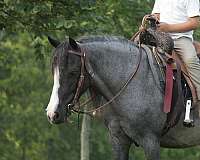 ridden-western-gypsy-vanner-pony