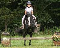 show-gypsy-vanner-pony