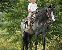trail-gypsy-vanner-pony