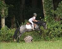 trail-riding-gypsy-vanner-pony
