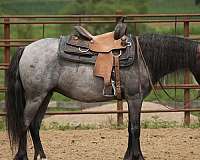 youth-gypsy-vanner-pony