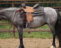 blue-roan-gypsy-vanner-mare