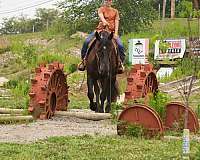 beginner-draft-horse