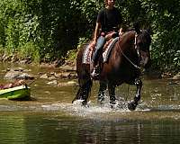 athletic-draft-horse