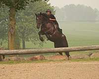 cross-draft-horse
