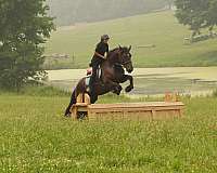 flashy-draft-horse