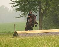 draft-horse