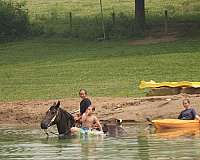 parade-draft-horse