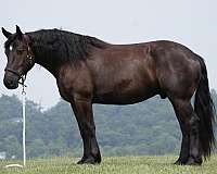 ridden-english-draft-horse