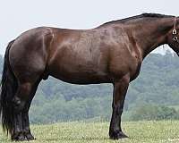 ridden-western-draft-horse