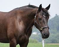 show-draft-horse