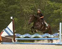 trail-draft-horse