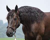 trail-riding-draft-horse