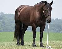 youth-draft-horse