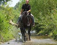 athletic-friesian-horse