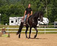cross-friesian-horse