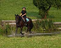 dressage-friesian-horse