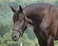flashy-friesian-horse