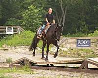 driving-friesian-horse