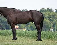 jumping-friesian-horse