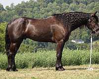parade-friesian-horse
