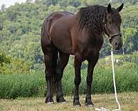 ridden-english-friesian-horse