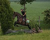 ridden-western-friesian-horse